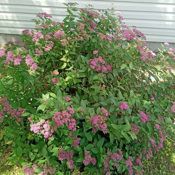 cdesmarais0642